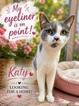Katy -  Domestic Short Hair Cat for Adoption in Fort Worth, Texas - Katy | PetCurious