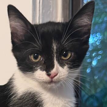 Zoro -  Domestic Short Hair Cat for Adoption in NEW PT RICHEY, Florida - Zoro | PetCurious