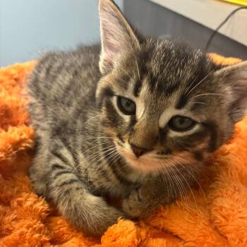 Cinnabon -  Domestic Short Hair Cat for Adoption in Oak Park, Illinois - Cinnabon | PetCurious