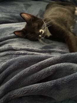 Bogart -  Domestic Short Hair Cat for Adoption in Westfield, Massachusetts - Bogart | PetCurious