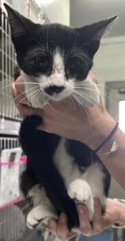 CASHEW -  Domestic Short Hair Cat for Adoption in Pensacola, Florida - CASHEW | PetCurious