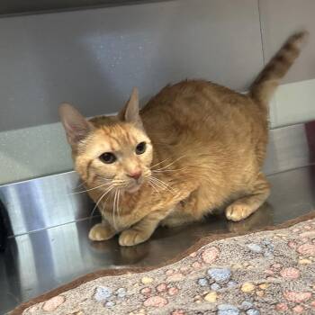 Griffin -  Domestic Short Hair Cat for Adoption in Long Beach, California - Griffin | PetCurious