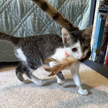 La Guardia -  Domestic Short Hair Cat for Adoption in Richmond, Virginia - La Guardia | PetCurious