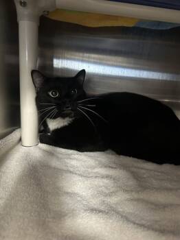 Rescue Domestic Short Hair Cats for Adoption - YOSHI | PetCurious