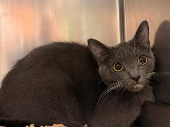 Domestic Short Hair Cats Available for Adoption in Rancho Cucamonga, California - ELLA | PetCurious