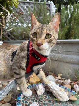 Tiger Lily -  Domestic Short Hair Cat for Adoption in Thousand Oaks, California - Tiger Lily | PetCurious