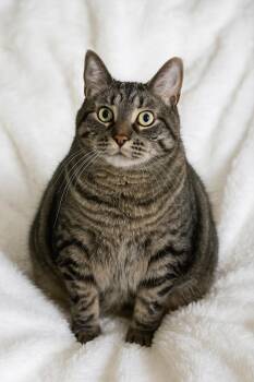 Rescue Tabby Cats for Adoption in High Ridge, Missouri - Orville | PetCurious
