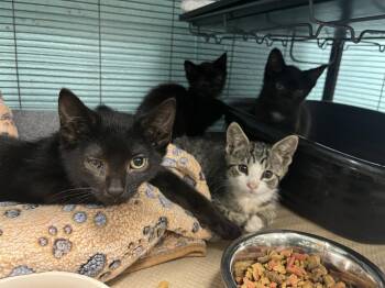 Mocha Latte -  Domestic Short Hair Cat for Adoption in Trenton, New Jersey - Mocha Latte | PetCurious