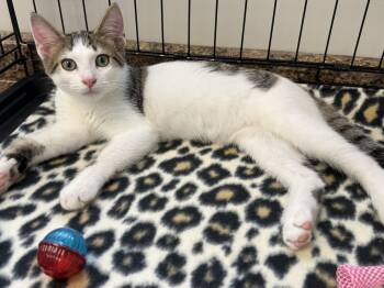 Jojo -  Domestic Short Hair Cat for Adoption in Hartville, Ohio - Jojo | PetCurious