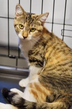 Rescue Calico and Tabby Cats for Adoption in Lampasas, Texas - Suki | PetCurious