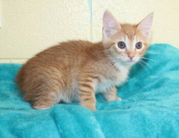 Harper - 44009 -  Domestic Short Hair Cat for Adoption in Prattville, Alabama - Harper - 44009 | PetCurious