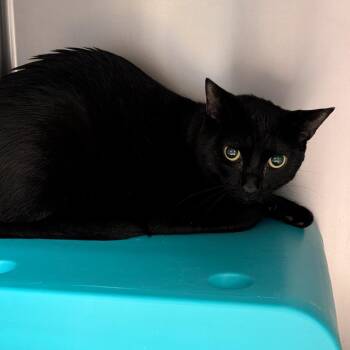 Bear -  Domestic Short Hair Cat for Adoption in Titusville, Florida - Bear | PetCurious