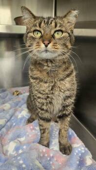 Chilaquiles -  Domestic Short Hair Cat for Adoption in Martinsville, Indiana - Chilaquiles | PetCurious