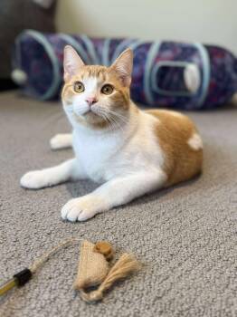 Rescue Domestic Short Hair Cats for Adoption - Grover | PetCurious