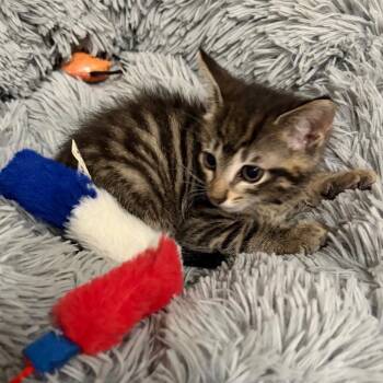 Bert (No collar) -  Domestic Short Hair Cat for Adoption in Franklin, Tennessee - Bert (No Collar) | PetCurious