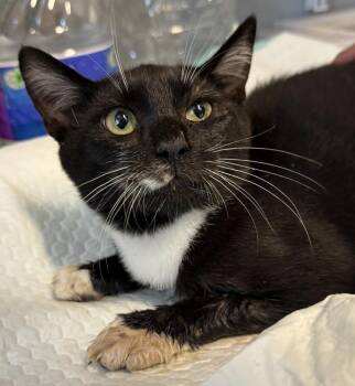 Jax -  Domestic Short Hair Cat for Adoption in Mount Laurel Township, New Jersey - Jax | PetCurious