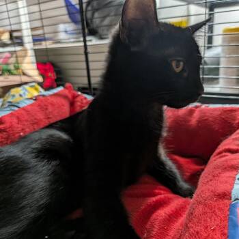 Inky Myers -  Domestic Short Hair Cat for Adoption in Eagle Mountain, Utah - Inky Myers | PetCurious
