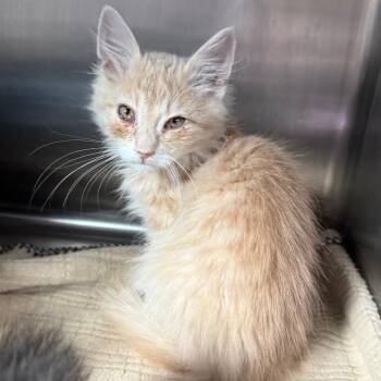 Brittany -  Domestic Short Hair Cat for Adoption in Cedaredge, Colorado - Brittany | PetCurious