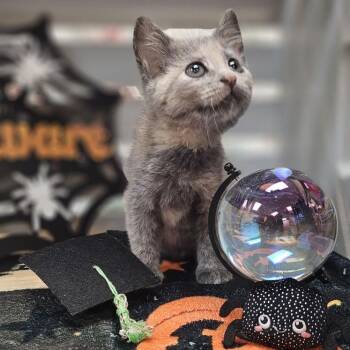 Bun Bun -  Domestic Short Hair Cat for Adoption in Lynchburg, Virginia - Bun Bun | PetCurious