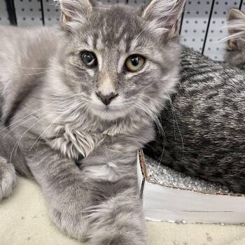 Zelda -  Domestic Medium Hair Cat for Adoption in Westfield, New Jersey - Zelda | PetCurious