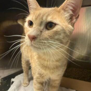 Toffee Cake -  Domestic Short Hair Cat for Adoption in Philadelphia, Pennsylvania - Toffee Cake | PetCurious