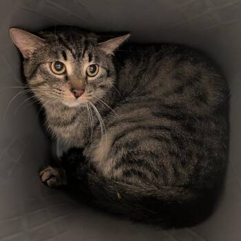 Domestic Short Hair Cats Available for Adoption - Canelo | PetCurious