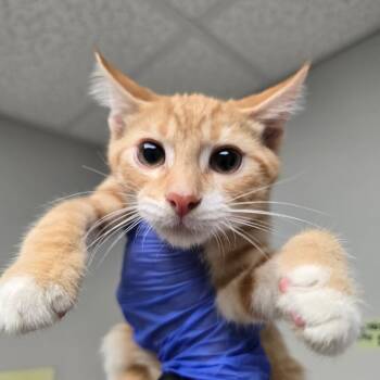 Caramel -  Domestic Short Hair Cat for Adoption in Concord, North Carolina - Caramel | PetCurious