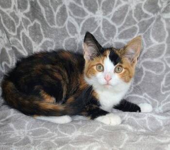 7154 (Plum) -  Calico Cat for Adoption in Lake City, Michigan - 7154 (Plum) | PetCurious