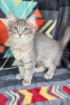 7128 (Lollipop) -  Domestic Medium Hair Cat for Adoption in Lake City, Michigan - 7128 (Lollipop) | PetCurious