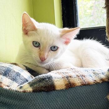 MARCEL -  Siamese Cat for Adoption in San Clemente, California - MARCEL | PetCurious