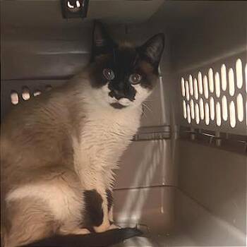 Domestic Short Hair Cats Available for Adoption in Salt Lake City, Utah - Tofu | PetCurious