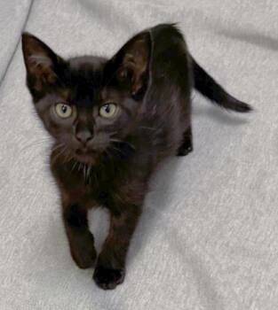Spring 1417-26 -  Domestic Short Hair Cat for Adoption in Cumming, Georgia - Spring 1417-26 | PetCurious