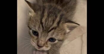 Tabby and Domestic Short Hair Cats Available for Adoption in Greensboro, North Carolina - Nova | PetCurious