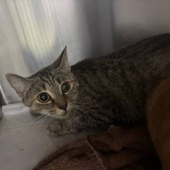 Domestic Short Hair Cats Available for Adoption in Corbin, Kentucky - Slinky | PetCurious