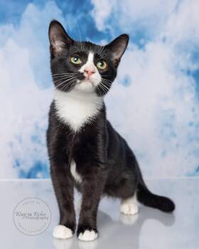 Tuxedo and Domestic Short Hair Cats Available for Adoption - Dena | PetCurious