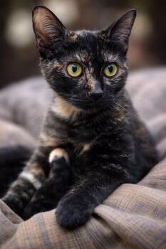 Tortoiseshell Cats Available for Adoption - Muffy Napa | PetCurious