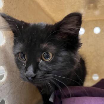 Samara -  Domestic Short Hair Cat for Adoption in Reno, Nevada - Samara | PetCurious