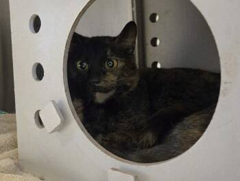 Domestic Short Hair Cats Available for Adoption - LOVEY | PetCurious