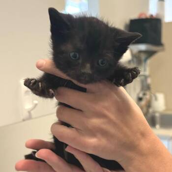 Doo (26-1Y-2) -  Domestic Short Hair Cat for Adoption in Rifle, Colorado - Doo (26-1Y-2) | PetCurious
