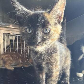 Ivy -  Domestic Short Hair Cat for Adoption in Goshen, Indiana - Ivy | PetCurious
