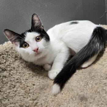 Florianna -  Domestic Short Hair Cat for Adoption in Buffalo, New York - Florianna | PetCurious