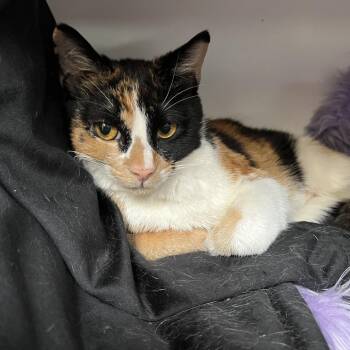 Gatubela -  American Shorthair Cat for Adoption in Brea, California - Gatubela | PetCurious