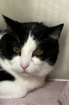 Rescue Domestic Short Hair Cats for Adoption in Longmont, Colorado - Henderson | PetCurious