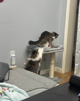 Basil -  Domestic Medium Hair Cat for Adoption - Basil | PetCurious