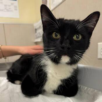 Abby -  Domestic Short Hair Cat for Adoption in Chicago, Illinois - Abby | PetCurious