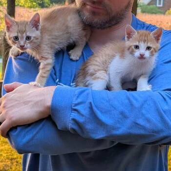 Colby -  Domestic Short Hair Cat for Adoption in Madison, Wisconsin - Colby | PetCurious