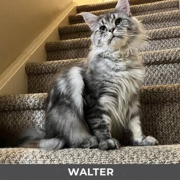Walter -  Domestic Long Hair and Maine Coon Cat for Adoption in Toronto, Ontario - Walter | PetCurious