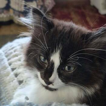 Zipper -  Domestic Medium Hair Cat for Adoption in Union City, Pennsylvania - Zipper | PetCurious