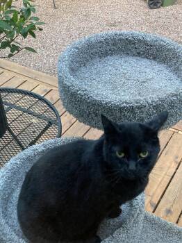 Domestic Short Hair Cats Available for Adoption in Hillsboro, Oregon - KIKI #- Offered By Owner - Indoor/outdoor Friendly | PetCurious