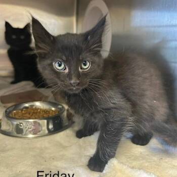 Domestic Medium Hair Cats Available for Adoption in Knoxville, Tennessee - Friday | PetCurious